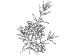 olive branch art